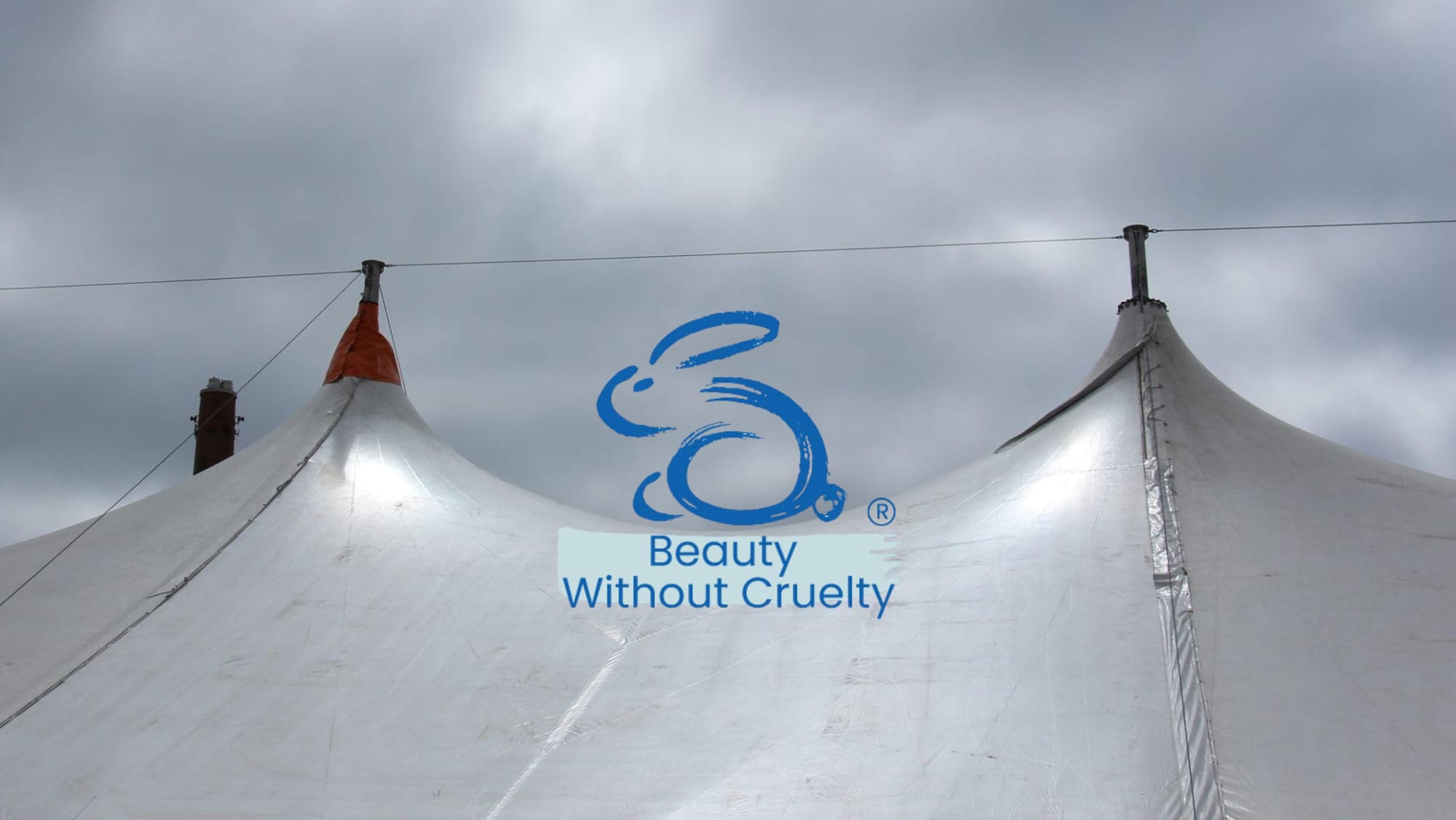 Beauty Without Cruelty SA escalates McLaren Circus matter as protests begin in Milnerton