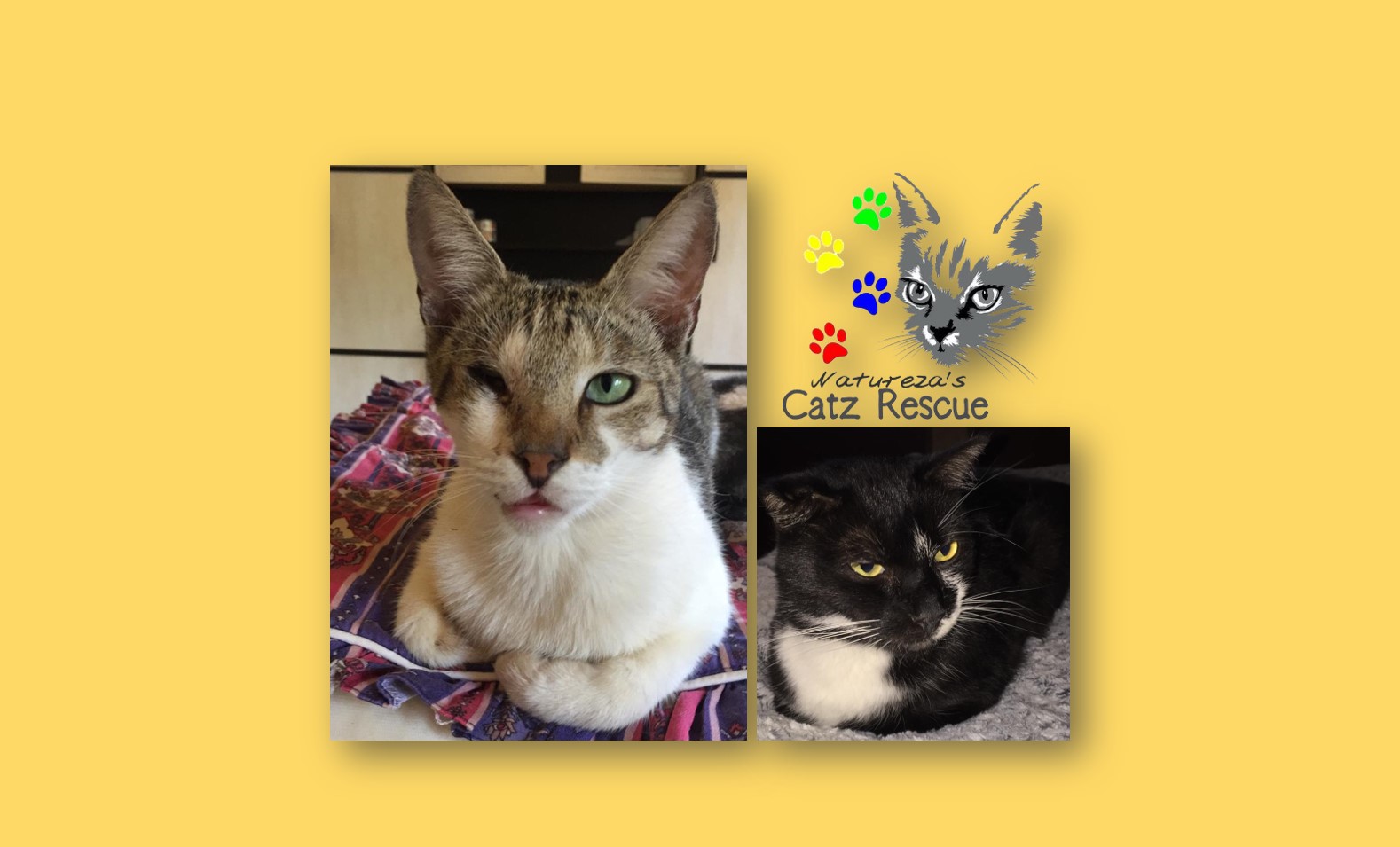 Cat shelter in dire need of funding or its doors might close