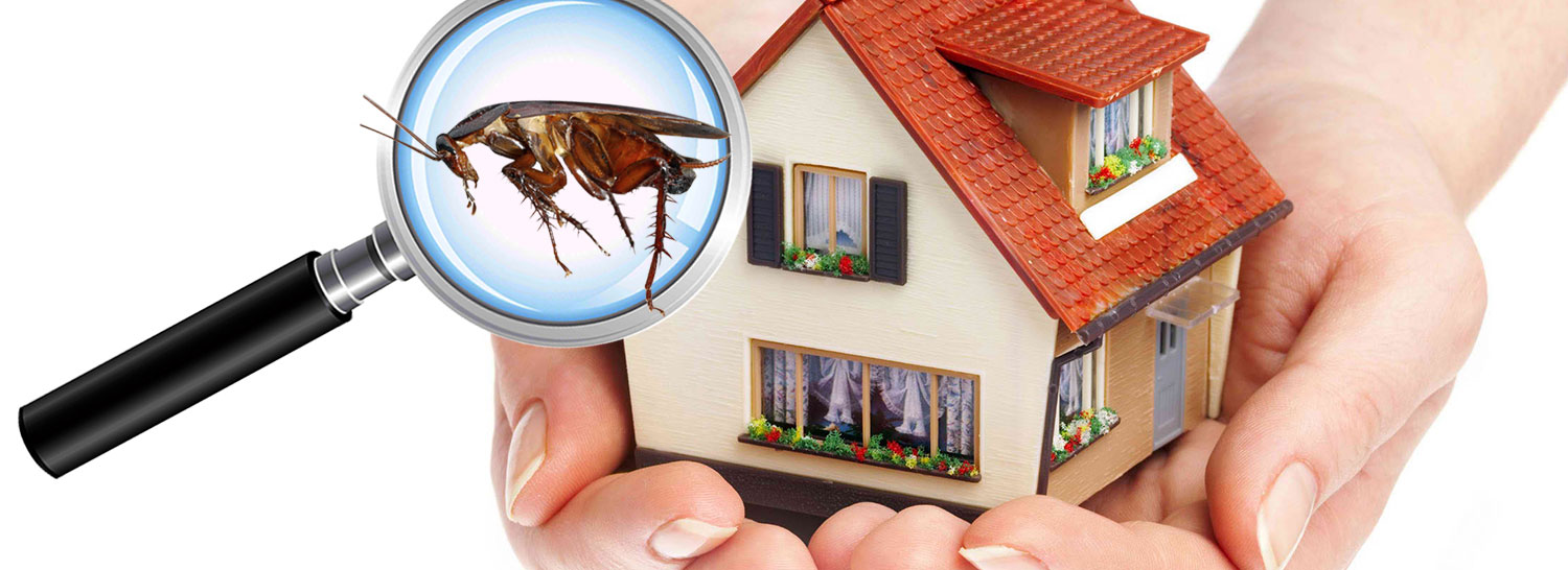 Pest Control Service Nelspruit - cutting no corners