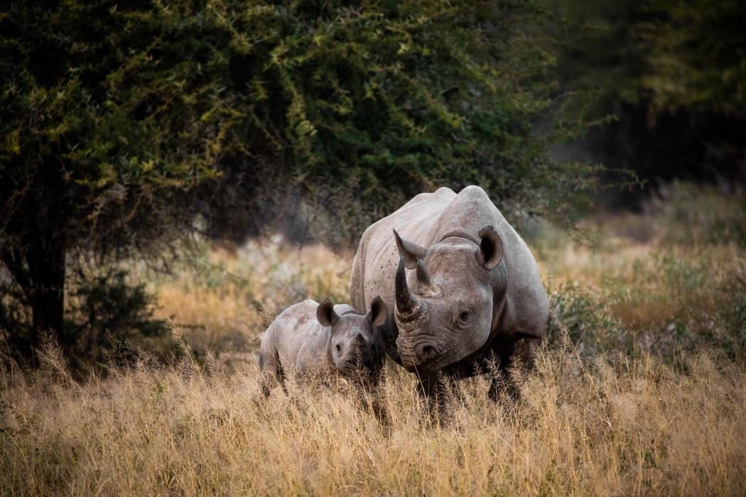 Customs officers make massive bust of rhino horn weighing 160kg