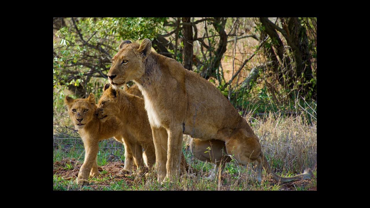 A comprehensive guide to the Kruger National Park