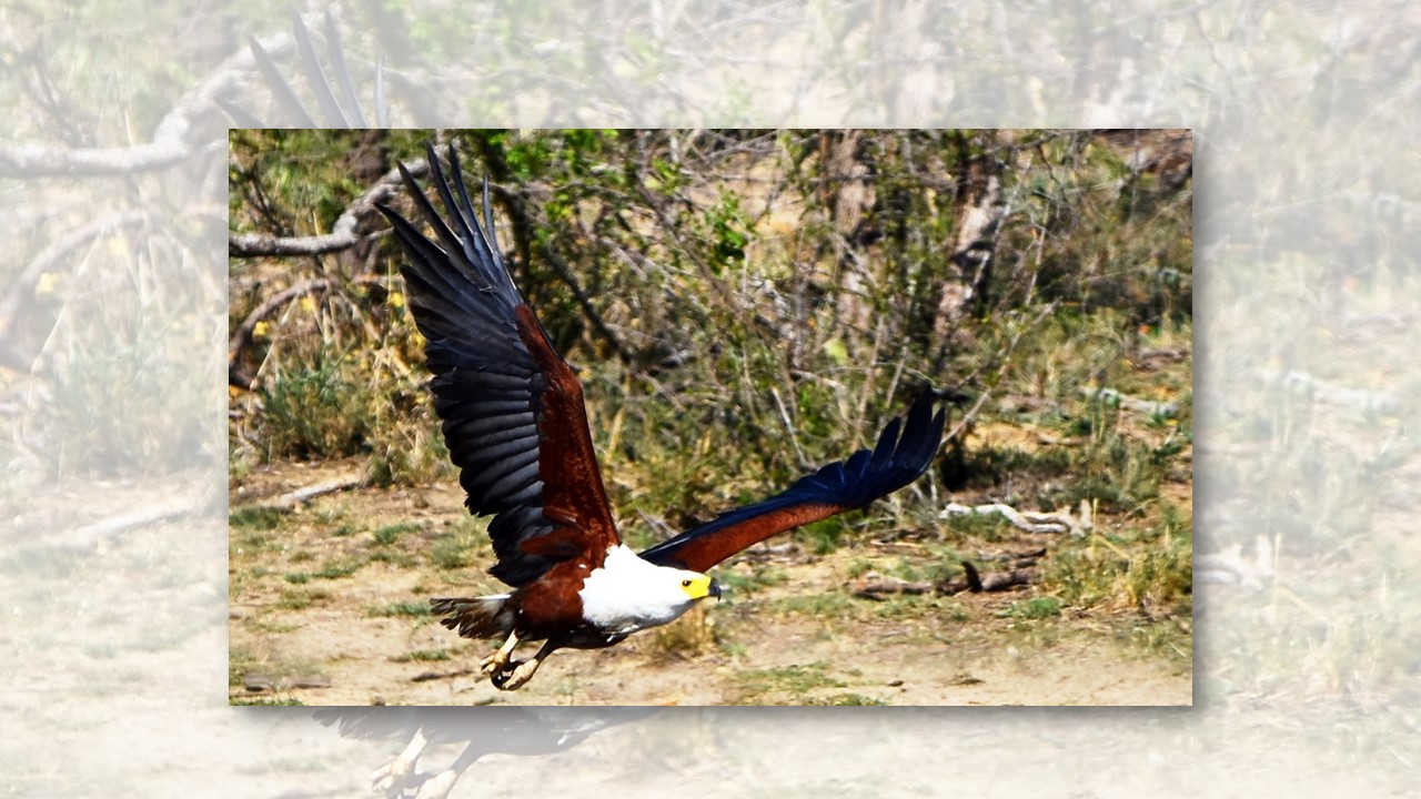 Birding for the barely interested