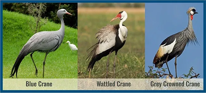 South Africans invited to help map the country's crane populations post image