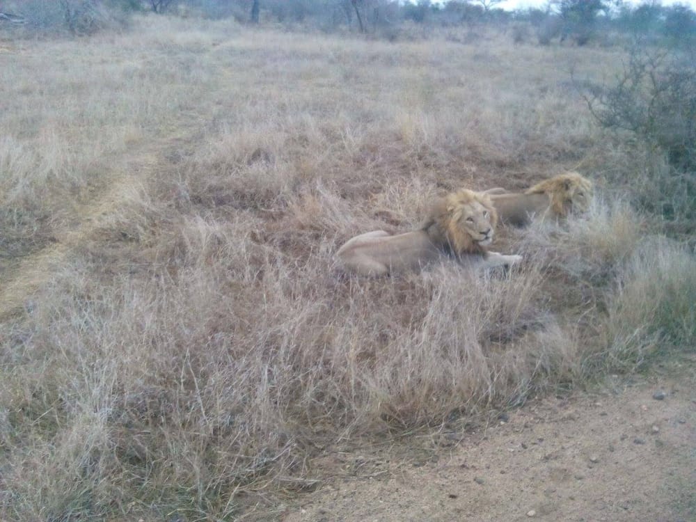 Drought in Kruger National Park is worsening post image