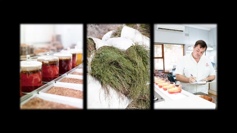 Scientists concur: Rooibos' potential to curb heart disease undeniable post image