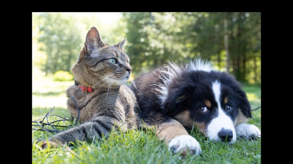 How does your pet show you they care? post image