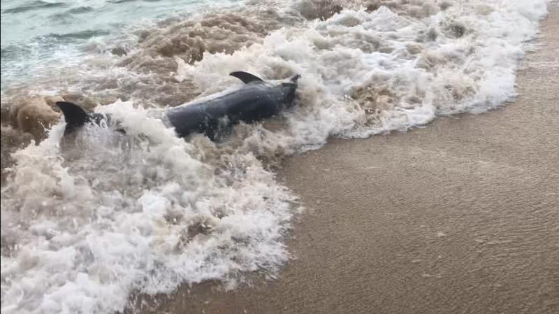 Heartbreaking moments as Paul Gardiner attempts to rescue Commons Dolphin post image