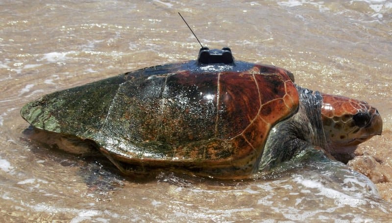 Herbie goes back to the sea post image