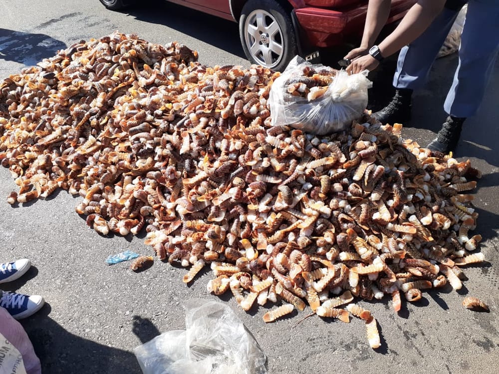 Police seize crayfish worth R6 mill post image