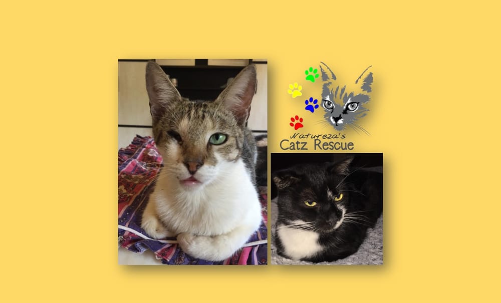 Cat shelter in dire need of funding or its doors might close post image