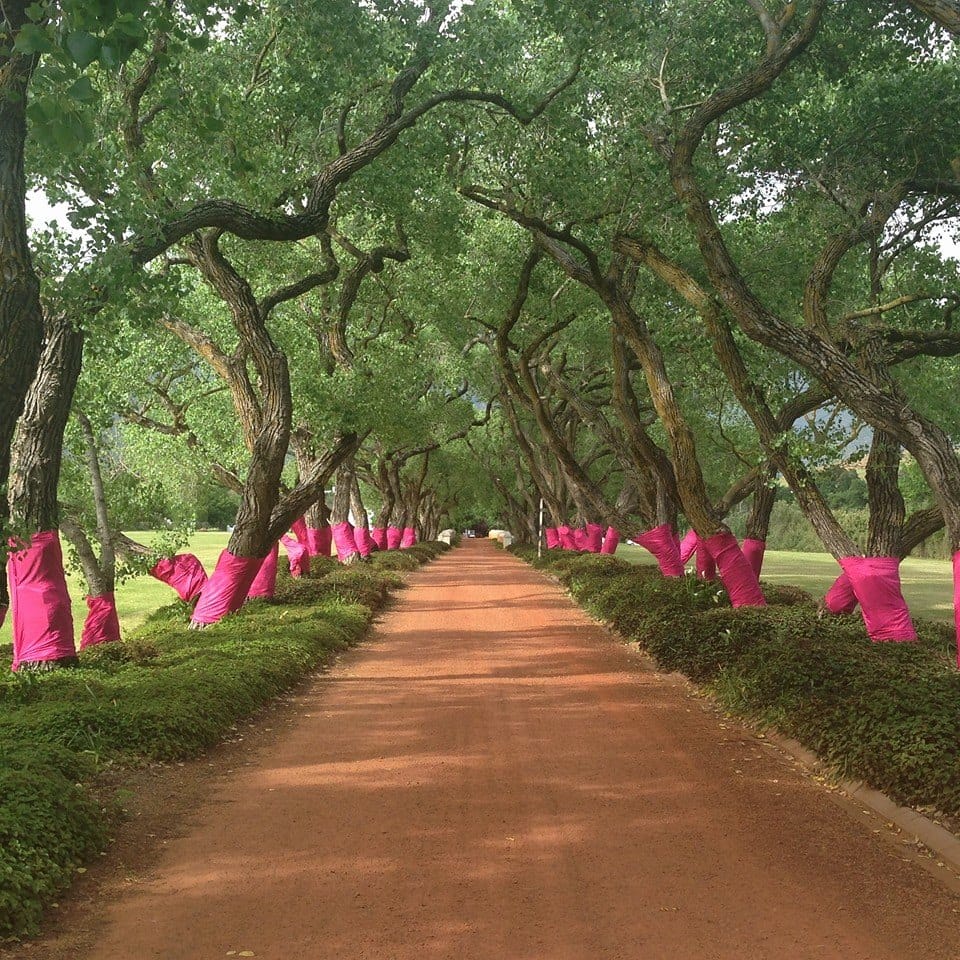 Barberton se bome trek hul pienk rokkies aan vir Pauline post image