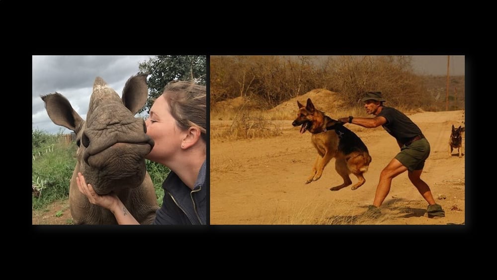 Behind the War on Rhino Poaching post image