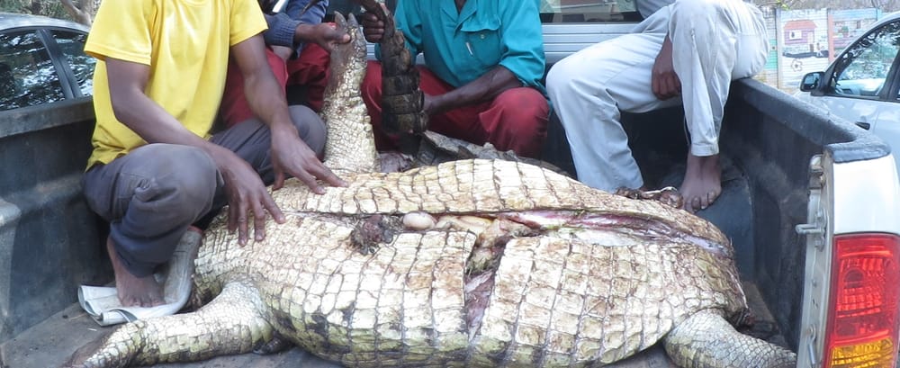 Krokodil diewe loop hul rieme styf post image