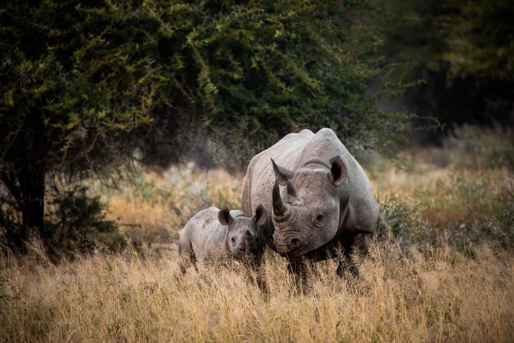Customs officers make massive bust of rhino horn weighing 160kg post image