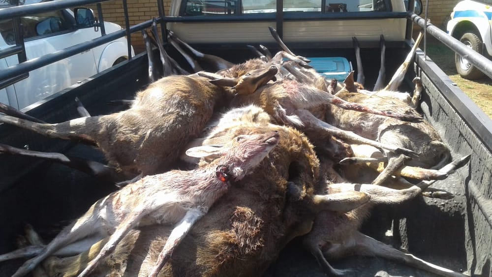 Swift action turns suspected poachers into prey post image