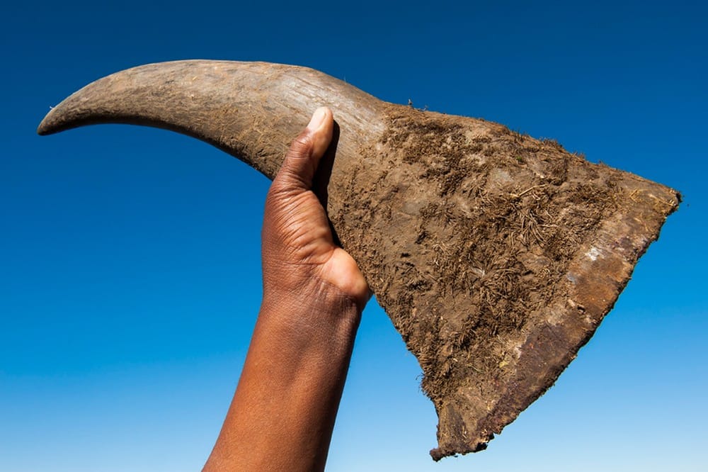 Call on SA men to abstain from using rhino horn aphrodisiacs post image