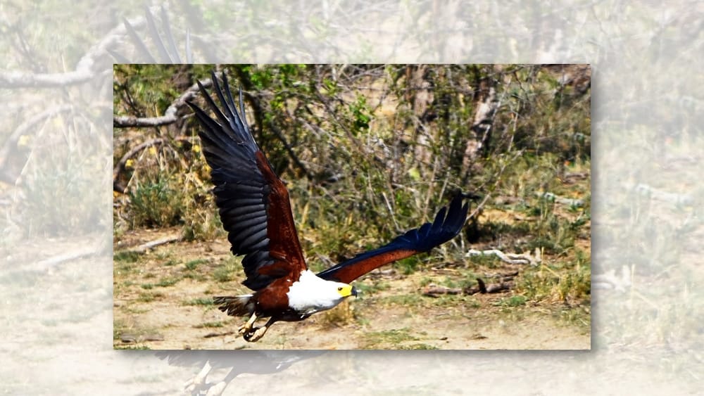 Birding for the barely interested post image