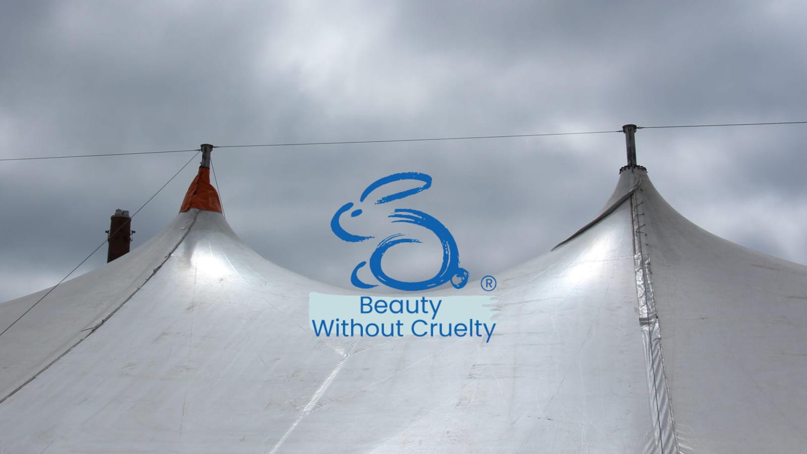 Beauty Without Cruelty SA escalates McLaren Circus matter as protests begin in Milnerton post image